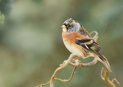 Kvækerfinke (Fringilla montifringilla)