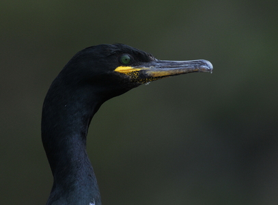 Topskarv (Phalacrocorax aristotelis)