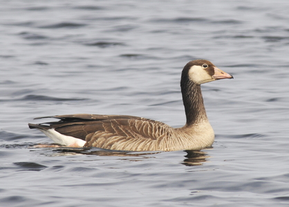 Grågås x Bramgås (hybrid)  (Anser anser x Branta leucopsis)