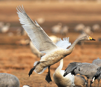 Sangsvane (Cygnus cygnus)