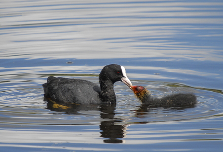 Blishøne (Fulica atra)