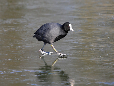  Blishøne (Fulica atra)