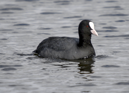 Blishøne (Fulica atra)