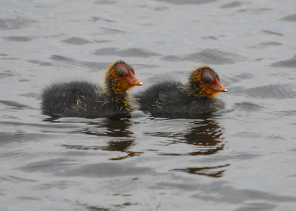  Blishøne (Fulica atra)