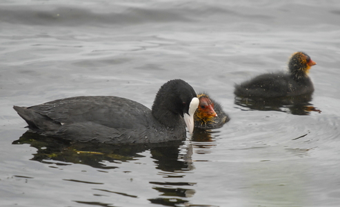 Blishøne (Fulica atra)