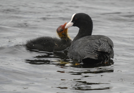  Blishøne (Fulica atra)