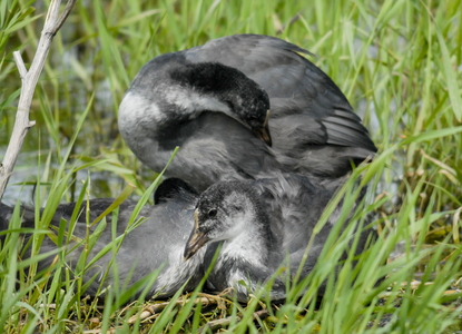  Blishøne (Fulica atra)
