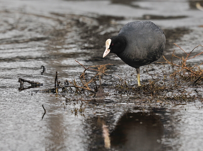  Blishøne (Fulica atra)