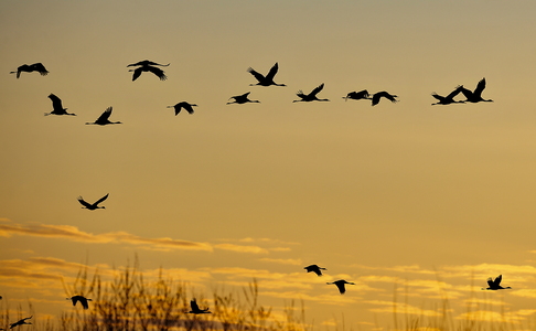  Trane (Grus grus)