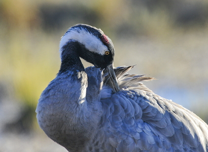  Trane (Grus grus)