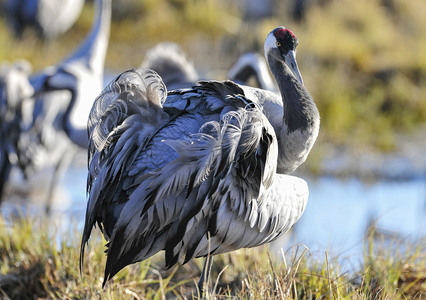  Trane (Grus grus)