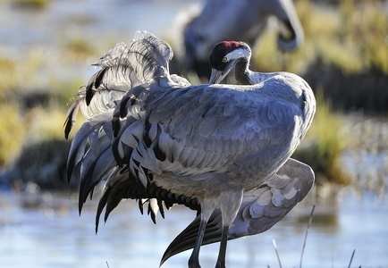  Trane (Grus grus)