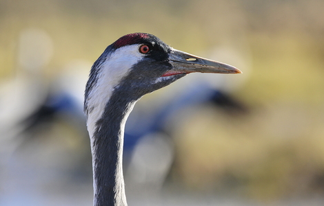  Trane (Grus grus)