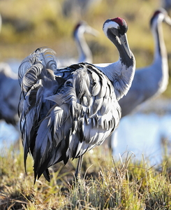 Trane (Grus grus)
