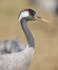  Trane (Grus grus)