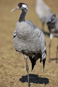  Trane (Grus grus)
