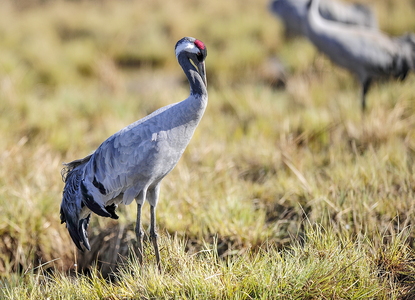  Trane (Grus grus)