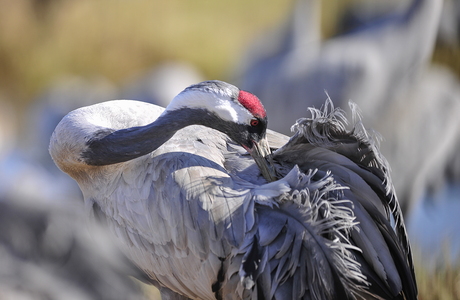  Trane (Grus grus)