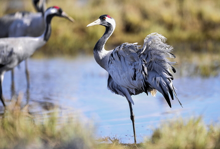  Trane (Grus grus)