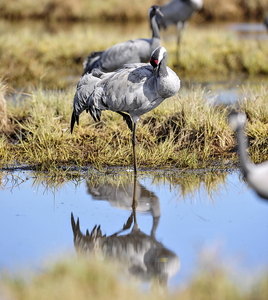 Trane (Grus grus)