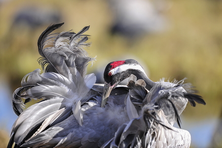  Trane (Grus grus)