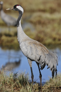  Trane (Grus grus)