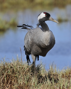  Trane (Grus grus)