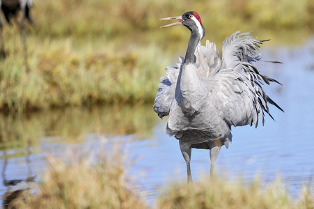  Trane (Grus grus)
