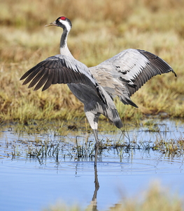 Trane (Grus grus)