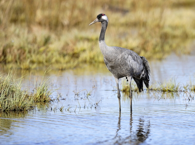  Trane (Grus grus)