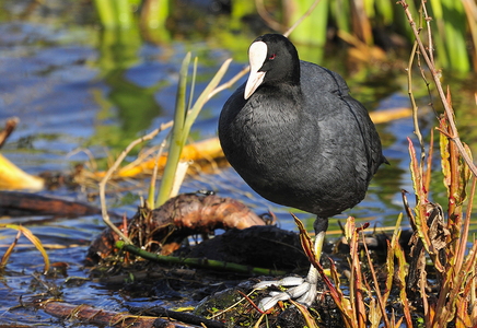  Blishøne (Fulica atra)