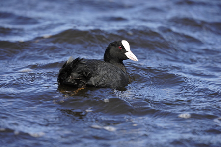  Blishøne (Fulica atra)