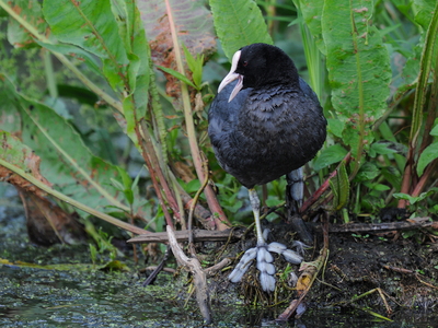 Blishøne (Fulica atra)