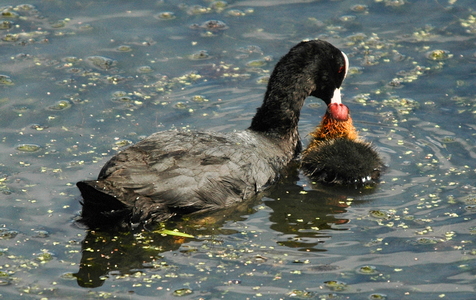 Blishøne (Fulica atra)