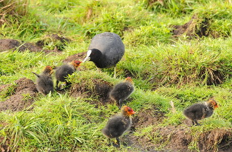 Blishøne (Fulica atra)
