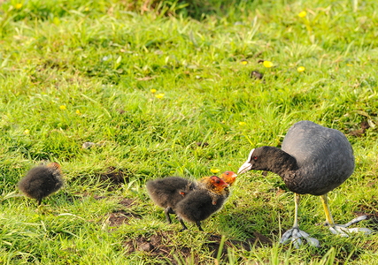 Blishøne (Fulica atra)