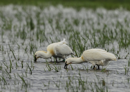 Skestork (Platalea leucorodia)