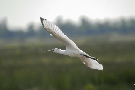 Skestork (Platalea leucorodia)