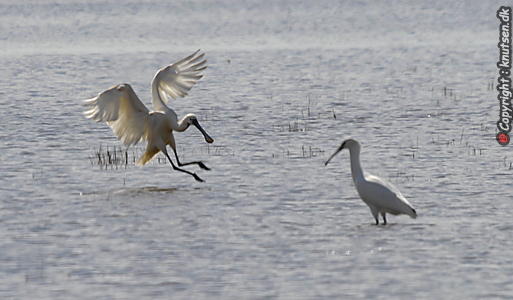 Skestork (Platalea leucorodia)