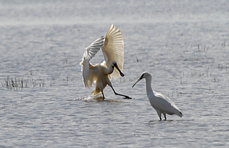 Skestork (Platalea leucorodia)