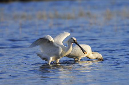 Skestork (Platalea leucorodia)