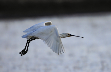 Skestork (Platalea leucorodia)
