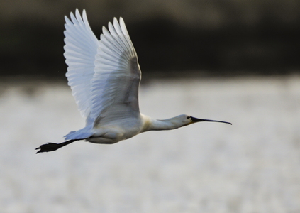 Skestork (Platalea leucorodia)