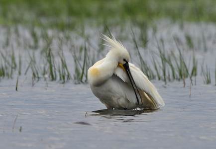 Skestork (Platalea leucorodia)