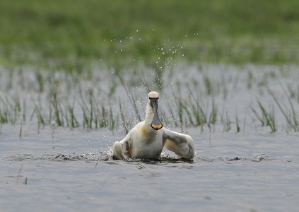 Skestork (Platalea leucorodia)