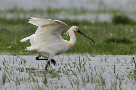 Skestork (Platalea leucorodia)