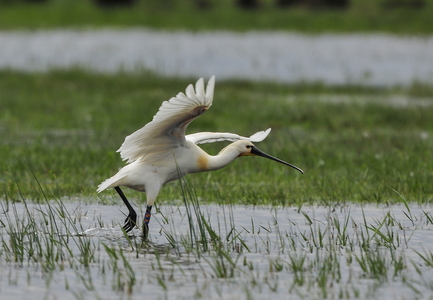 Skestork (Platalea leucorodia)