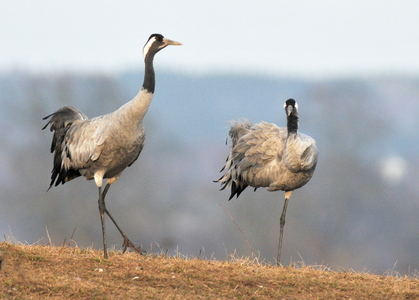 Traner (grus grus)
