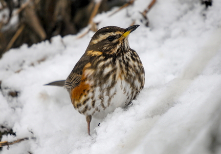 Vindrossel (Turdus iliacus)