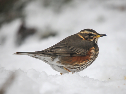 Vindrossel (Turdus iliacus)